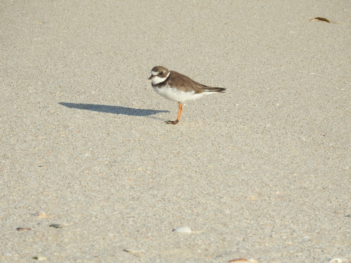 Semipalmated Plover - Angel Castillo Birdwatching Guide