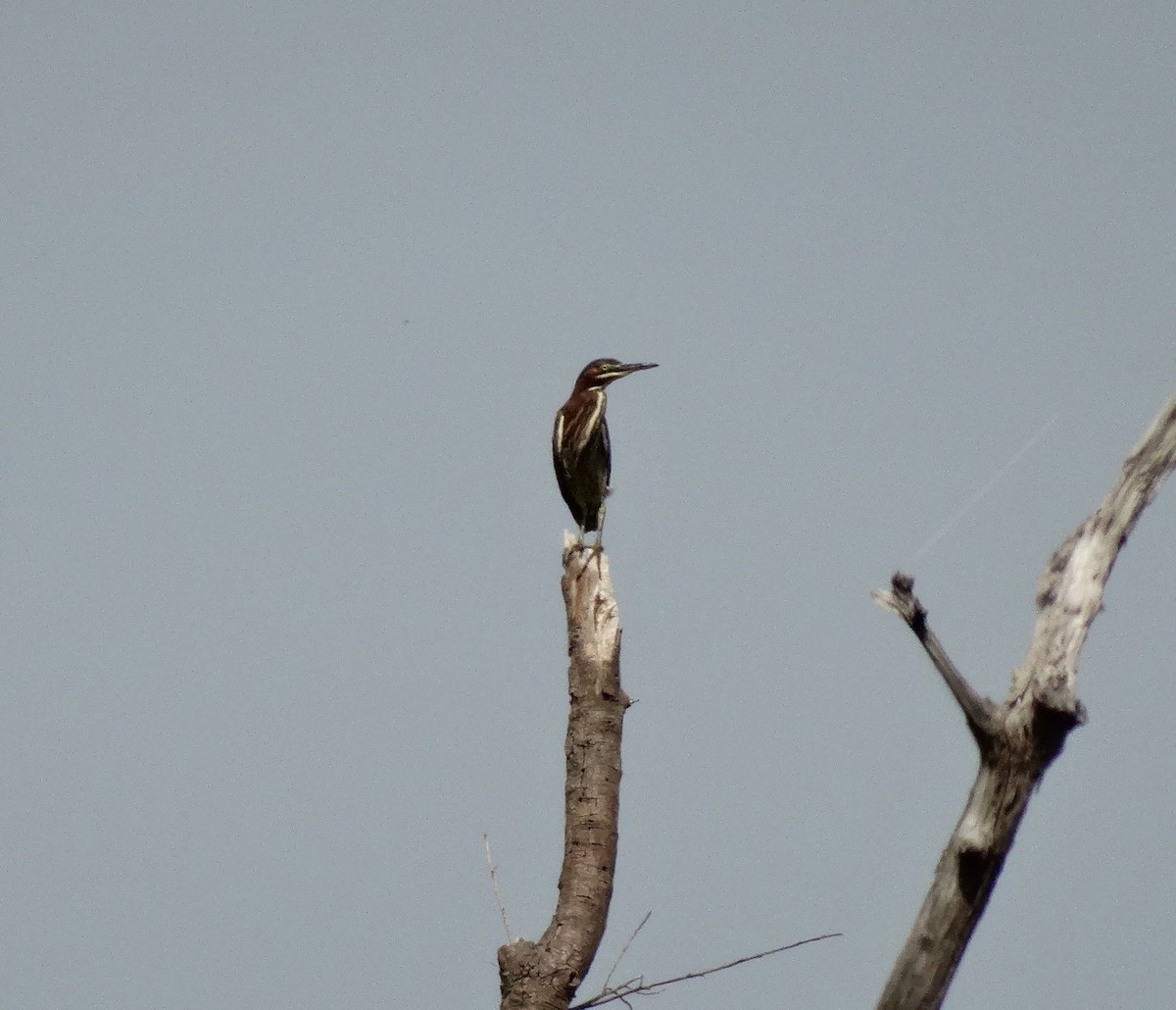 Green Heron - Sandra Keller