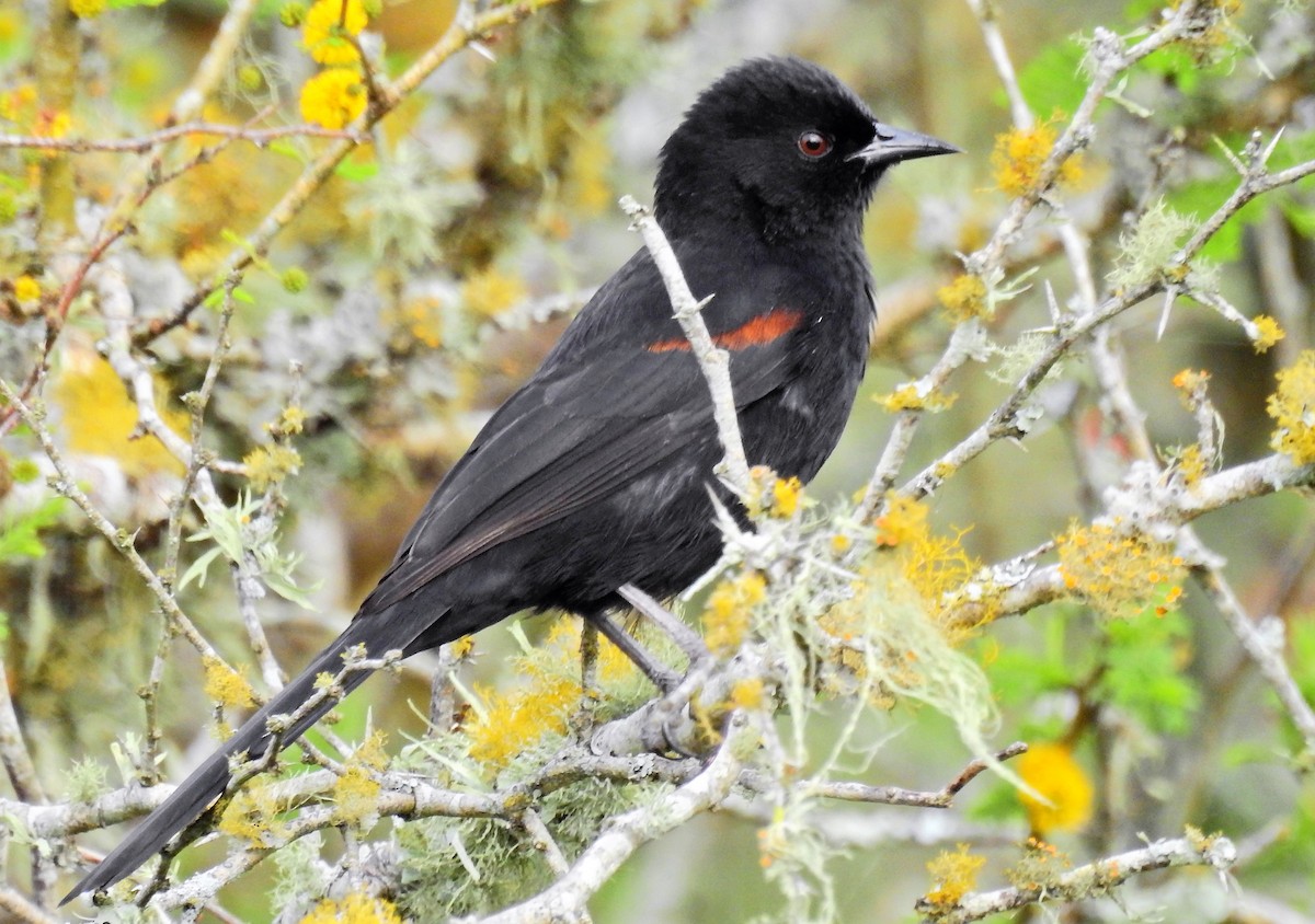 Variable Oriole - ML68724721