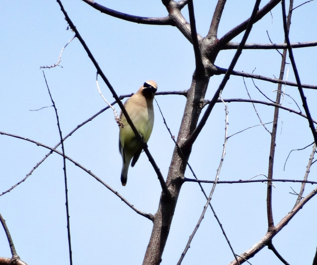 Cedar Waxwing - Sandra Keller