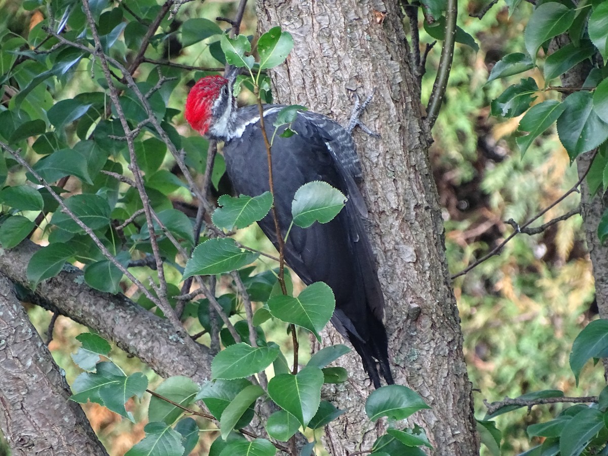 Pileated Woodpecker - ML68725611