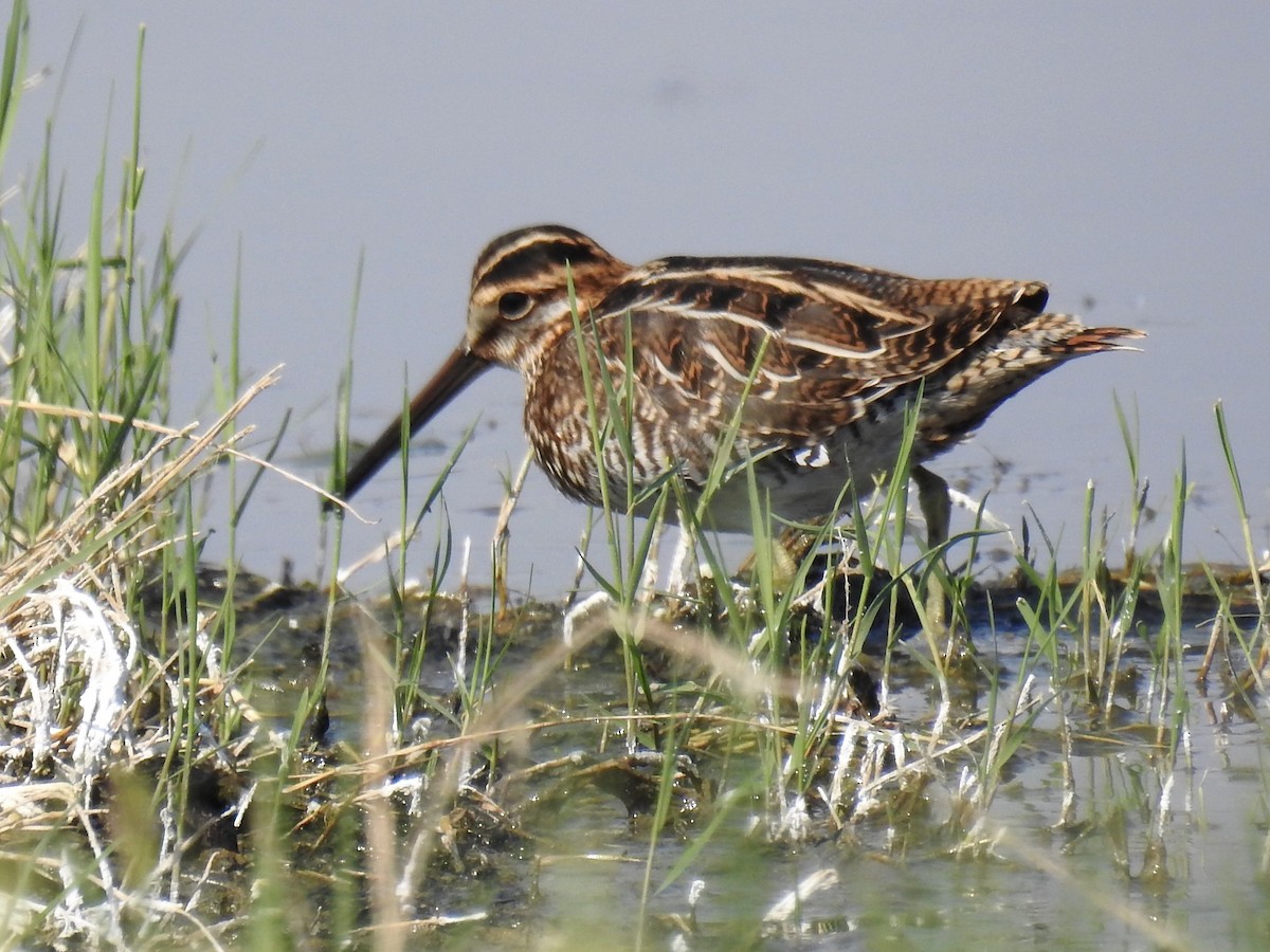 Wilson's Snipe - ML68726091