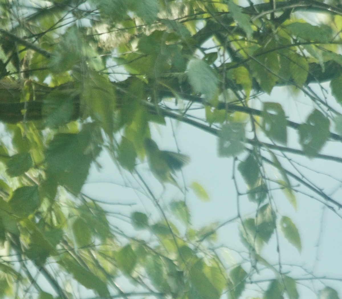 Yellow-bellied Flycatcher - ML68726971