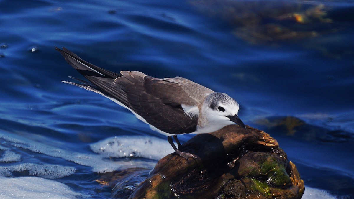 Bridled Tern - Bryan White