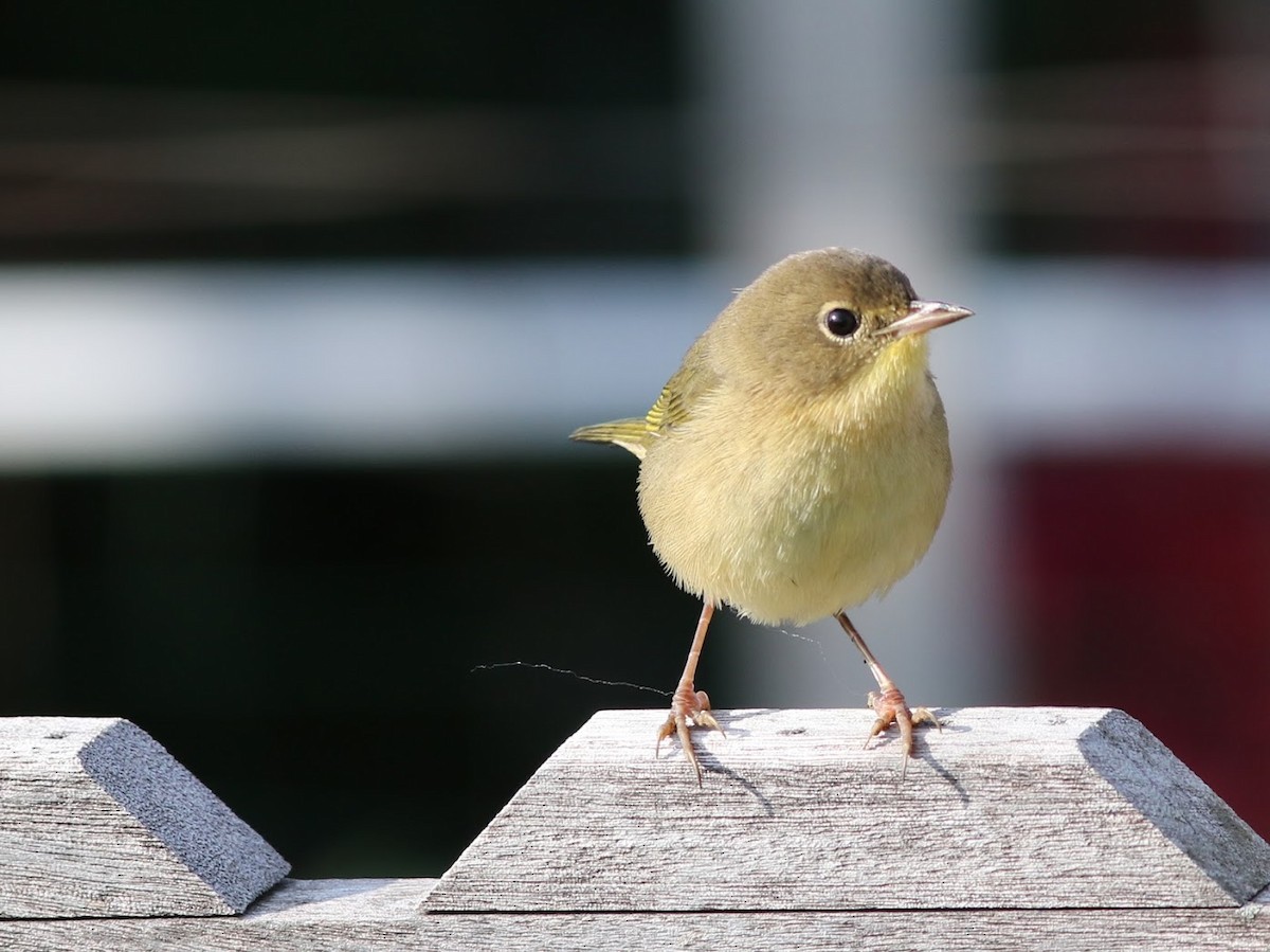 Common Yellowthroat - ML68729941