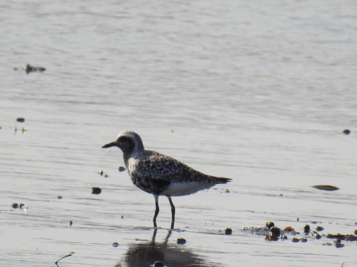 Black-bellied Plover - Beth Jordan