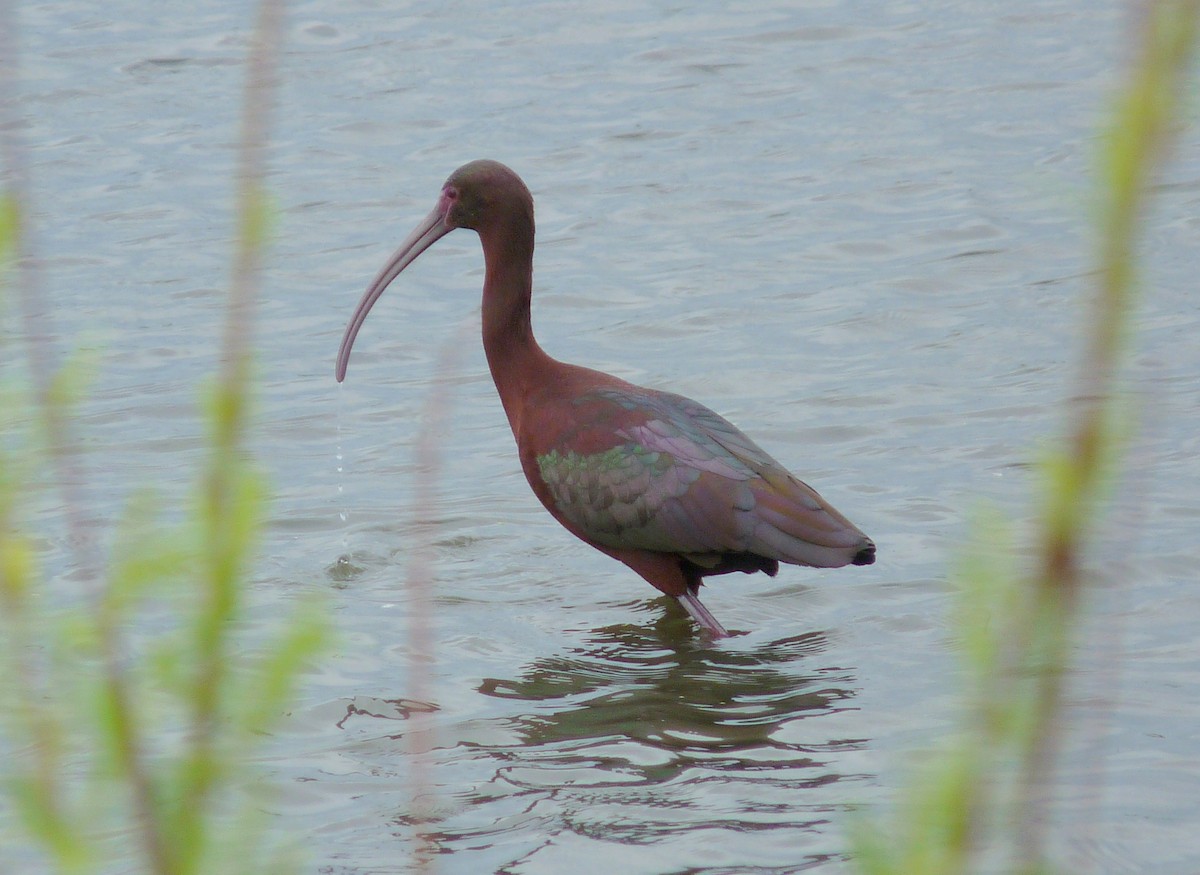 White-faced Ibis - ML68730931