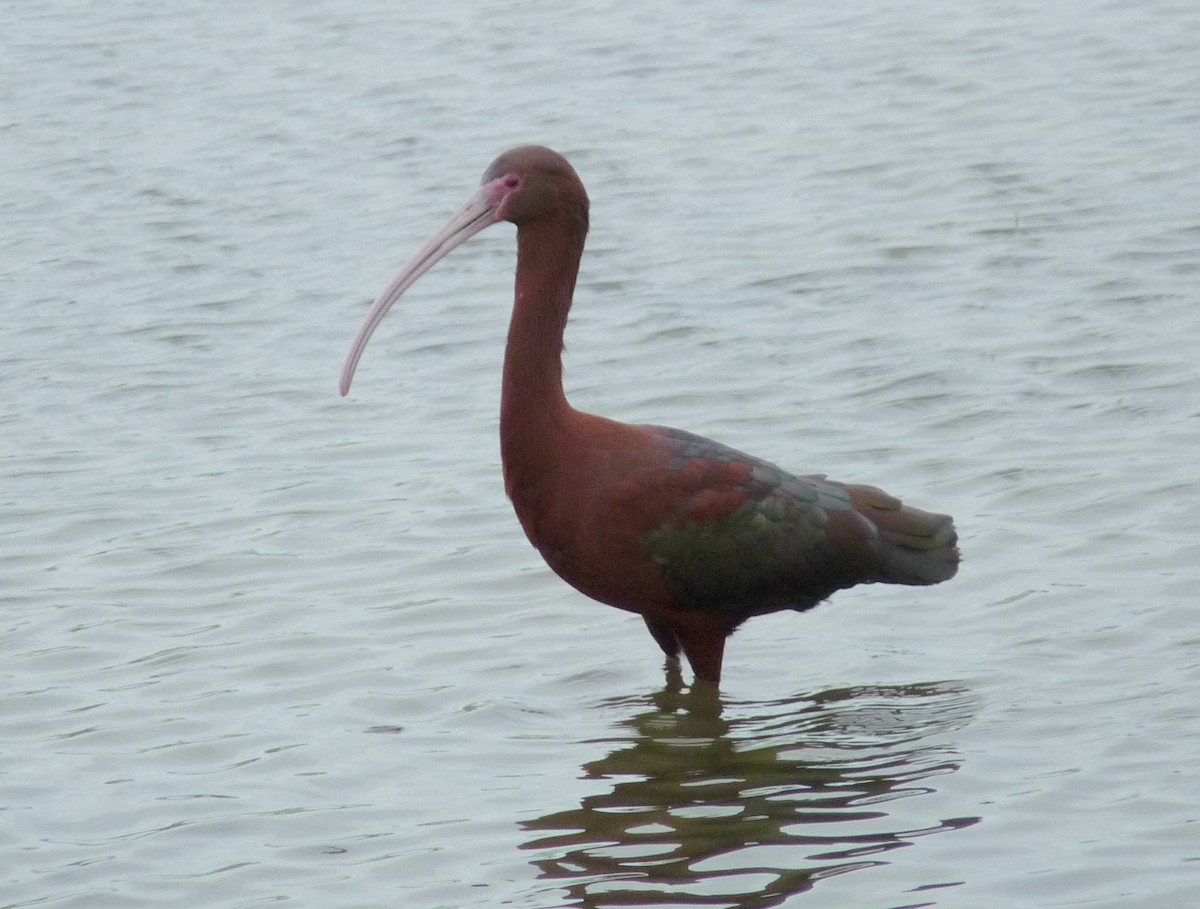 White-faced Ibis - Bob Curry