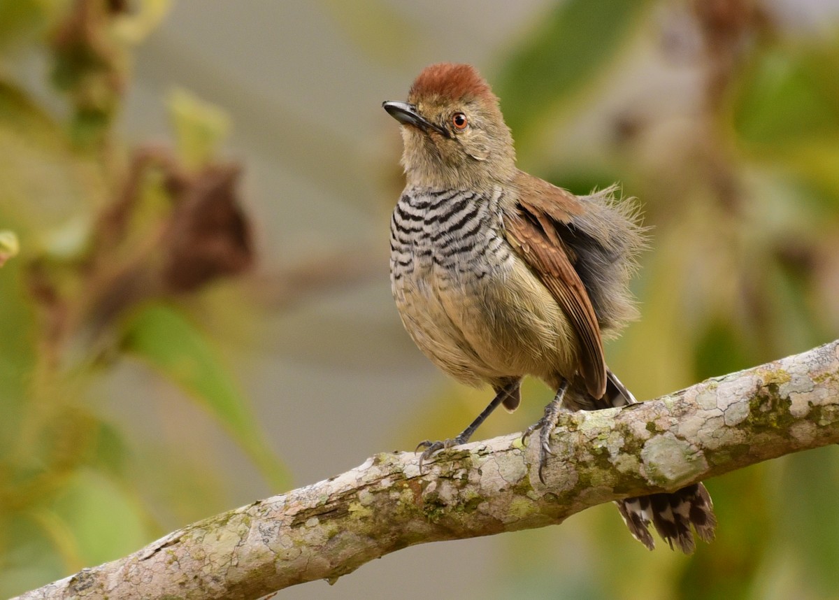 Rufous-capped Antshrike - Luiz Moschini