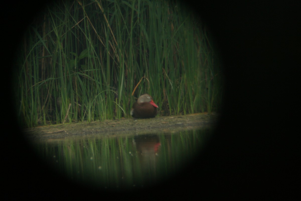 Black-bellied Whistling-Duck - Lin Just