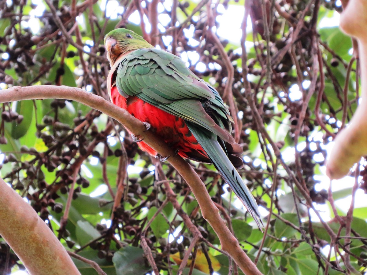 Avustralya Kral Papağanı - ML68733331