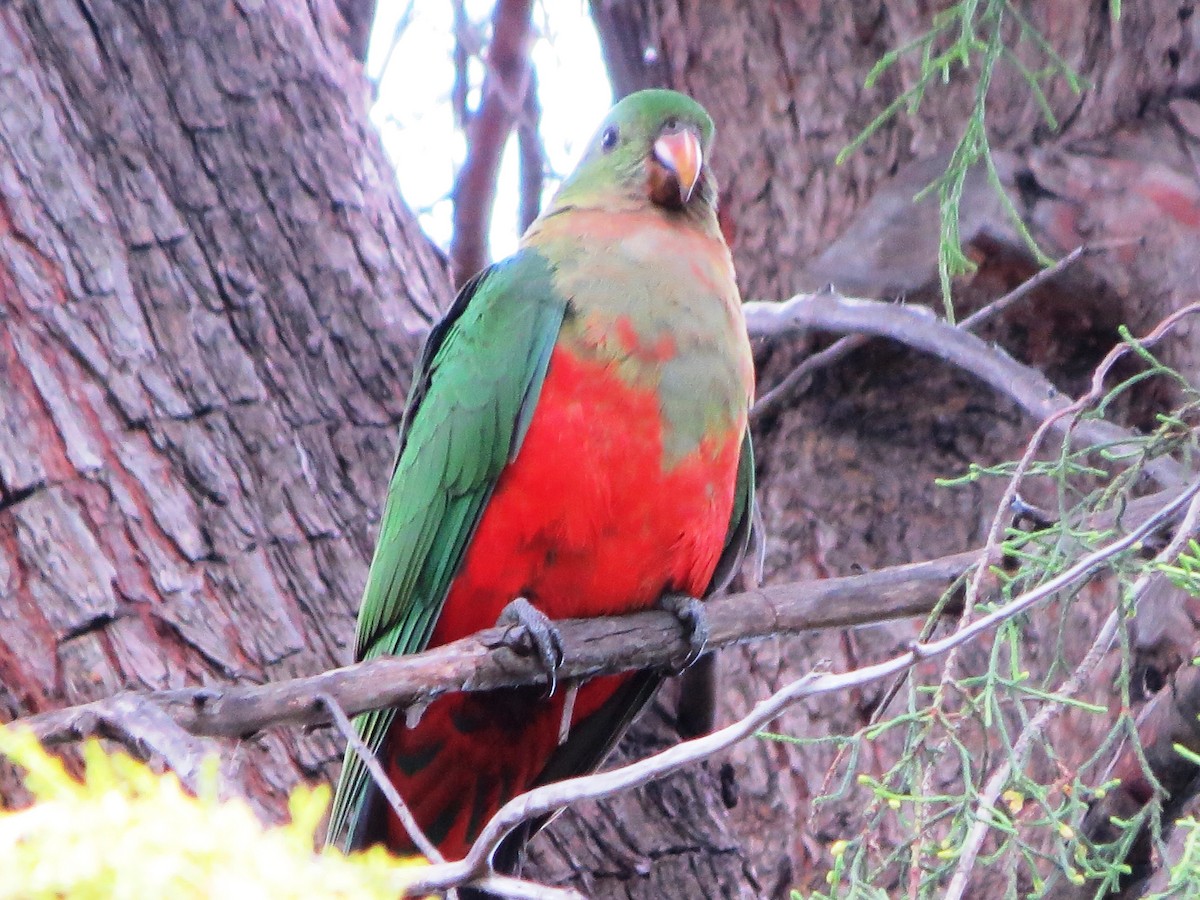 Avustralya Kral Papağanı - ML68733411