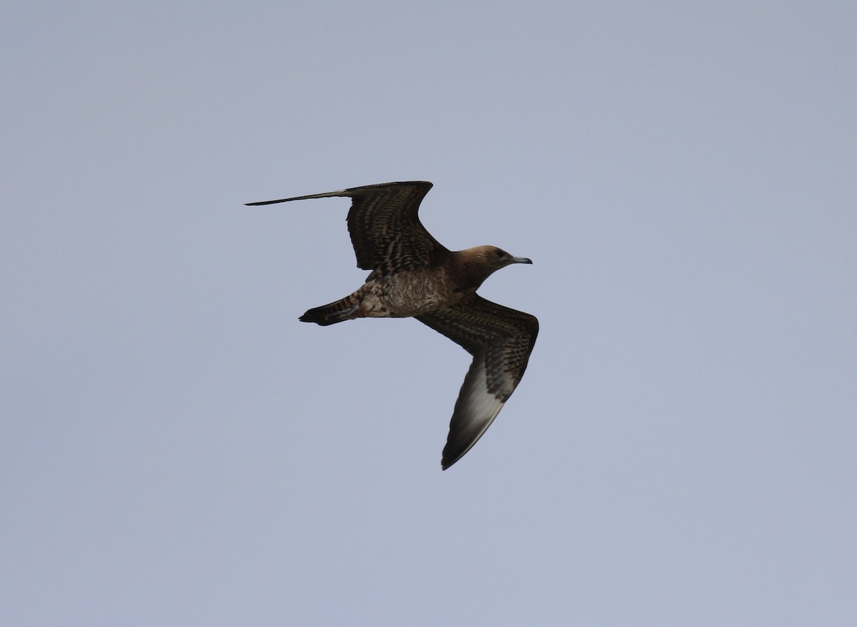 Parasitic Jaeger - ML68733711