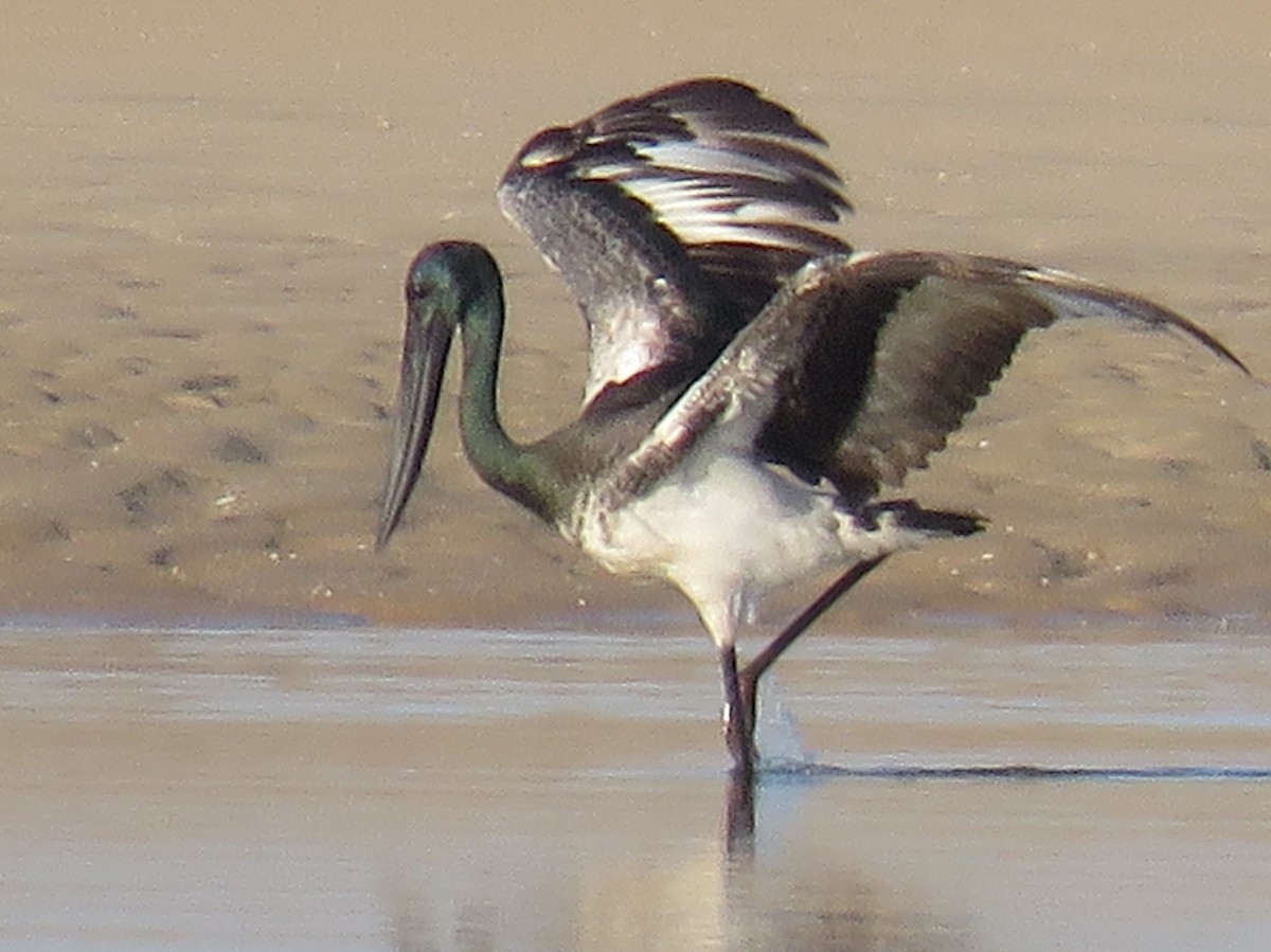 Black-necked Stork - ML68734111