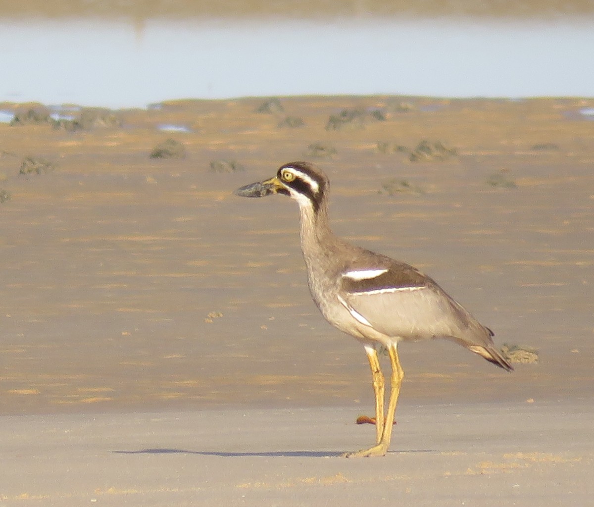 Beach Thick-knee - ML68734351