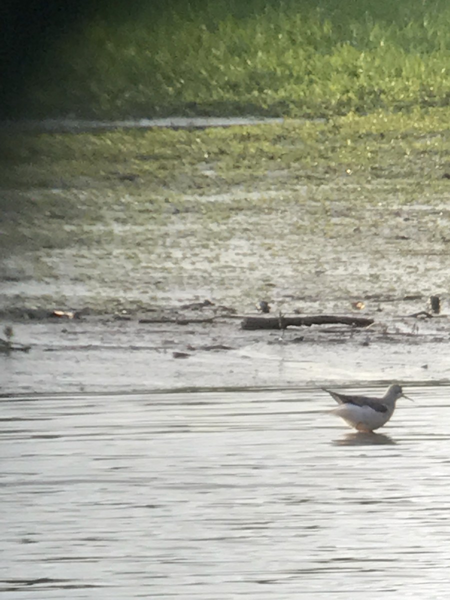 Wilson's Phalarope - ML68735191