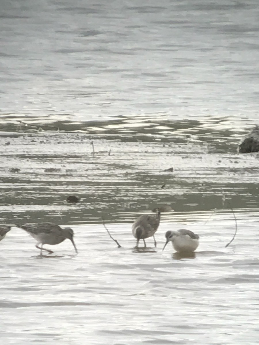 Wilson's Phalarope - ML68735201