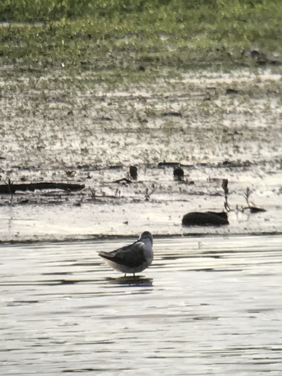 Wilson's Phalarope - ML68735221