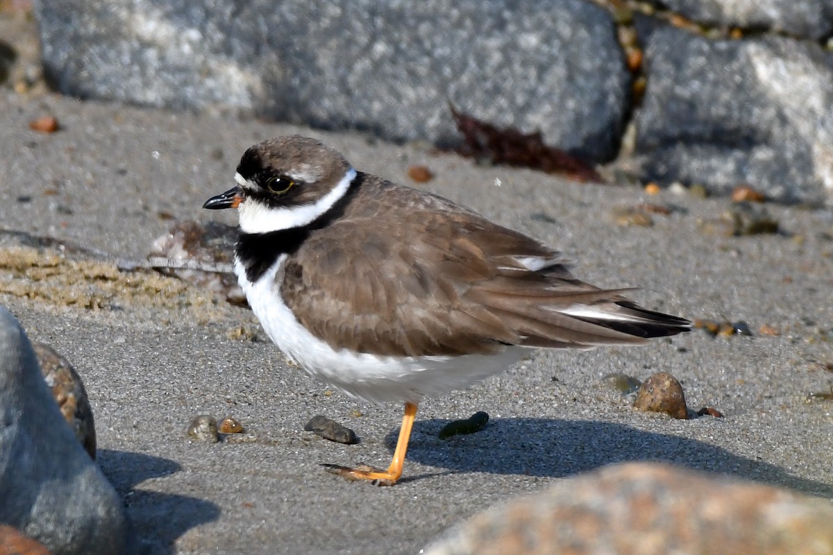 Semipalmated Plover - clay spencer