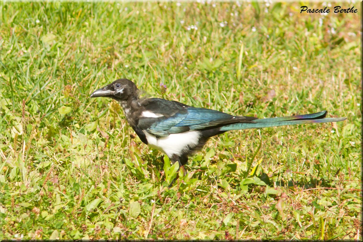 Black-billed Magpie - Pascale Berthe