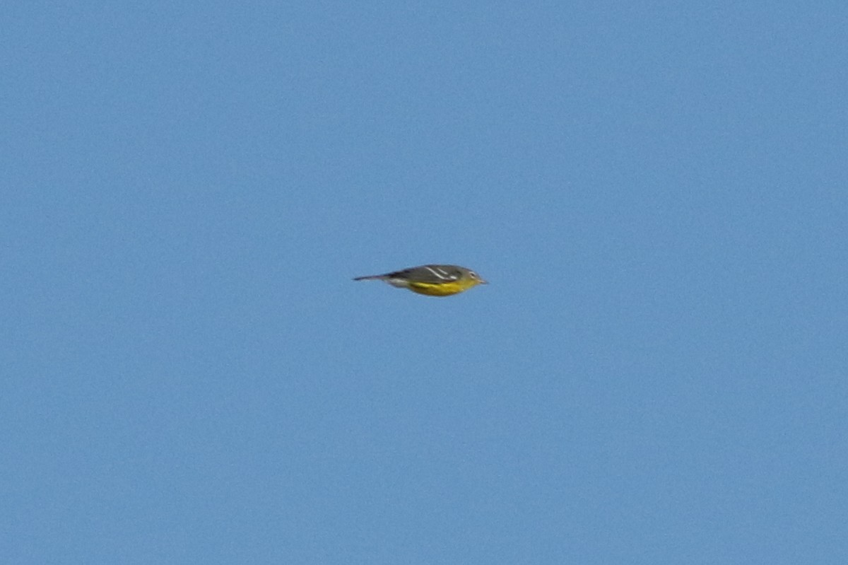 Magnolia Warbler - ML68735841