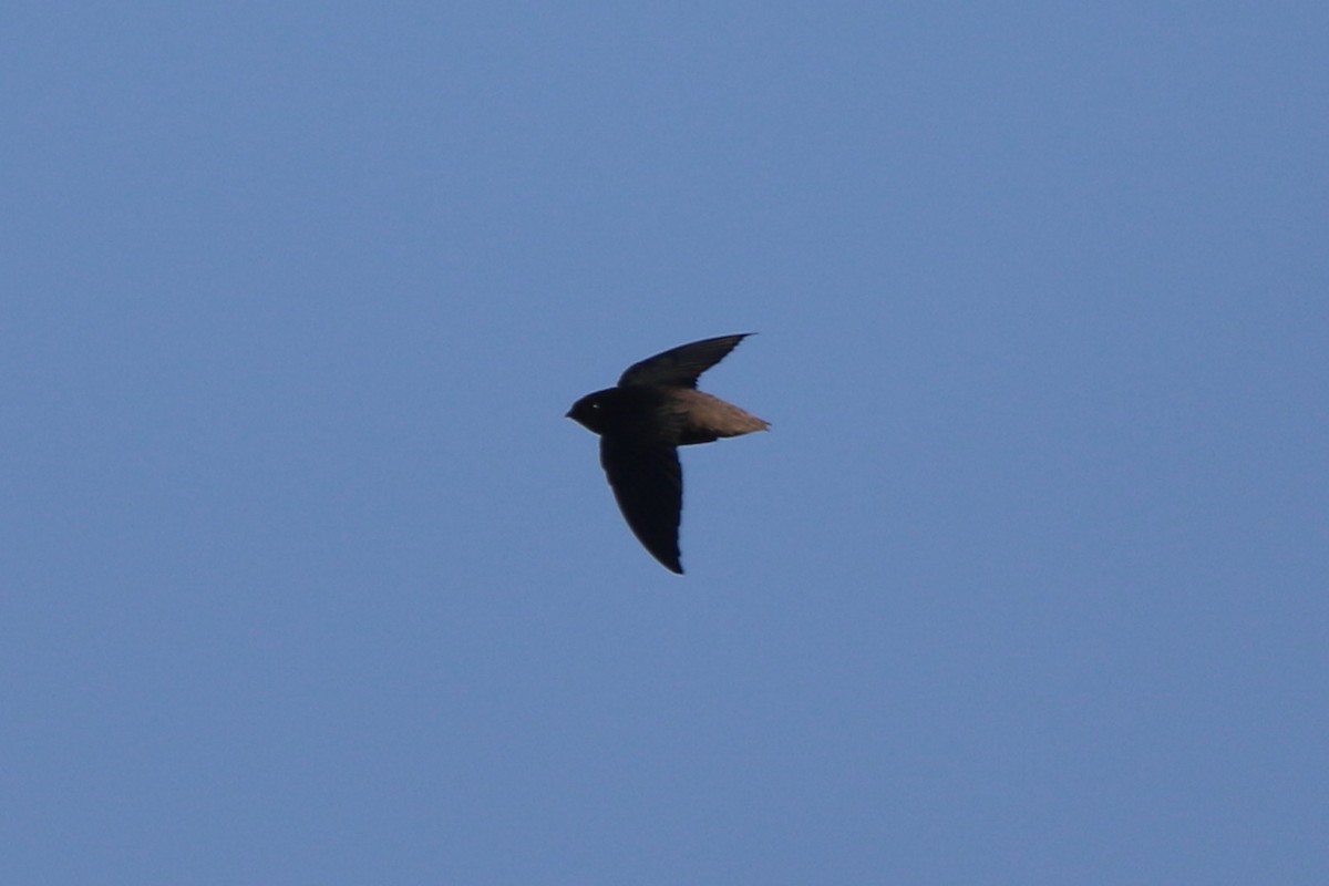 Short-tailed Swift - Ian Thompson