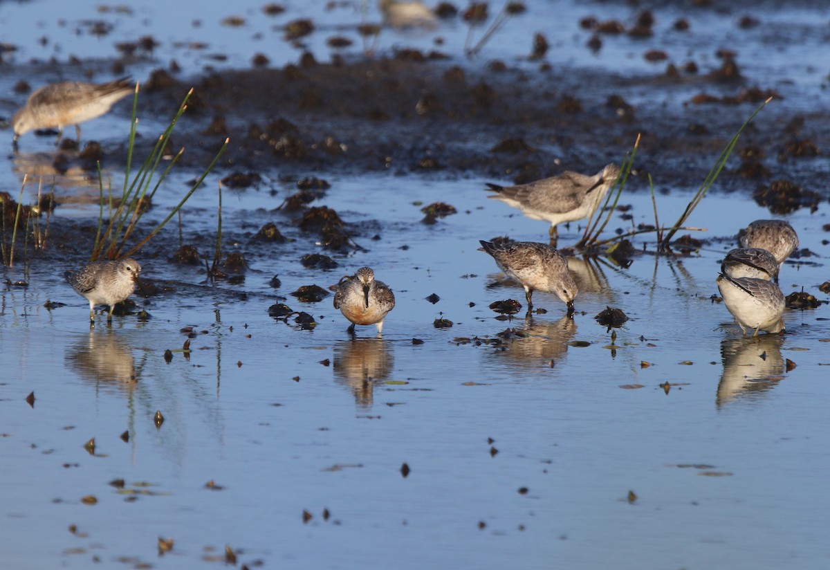 Red Knot - Ian Thompson