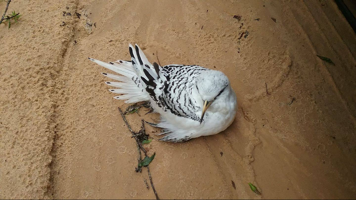 White-tailed Tropicbird - ML68736361