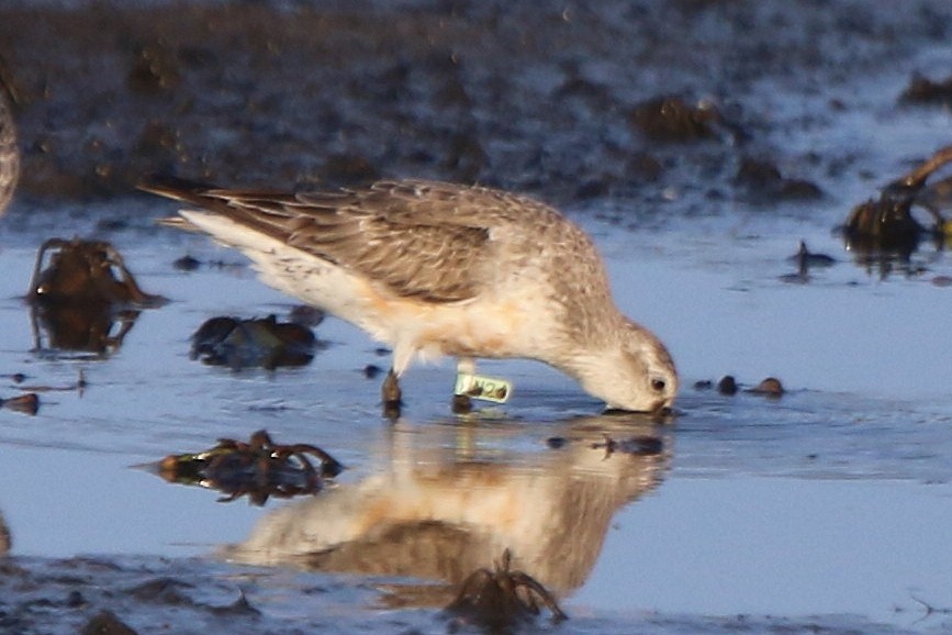 Red Knot - ML68736641