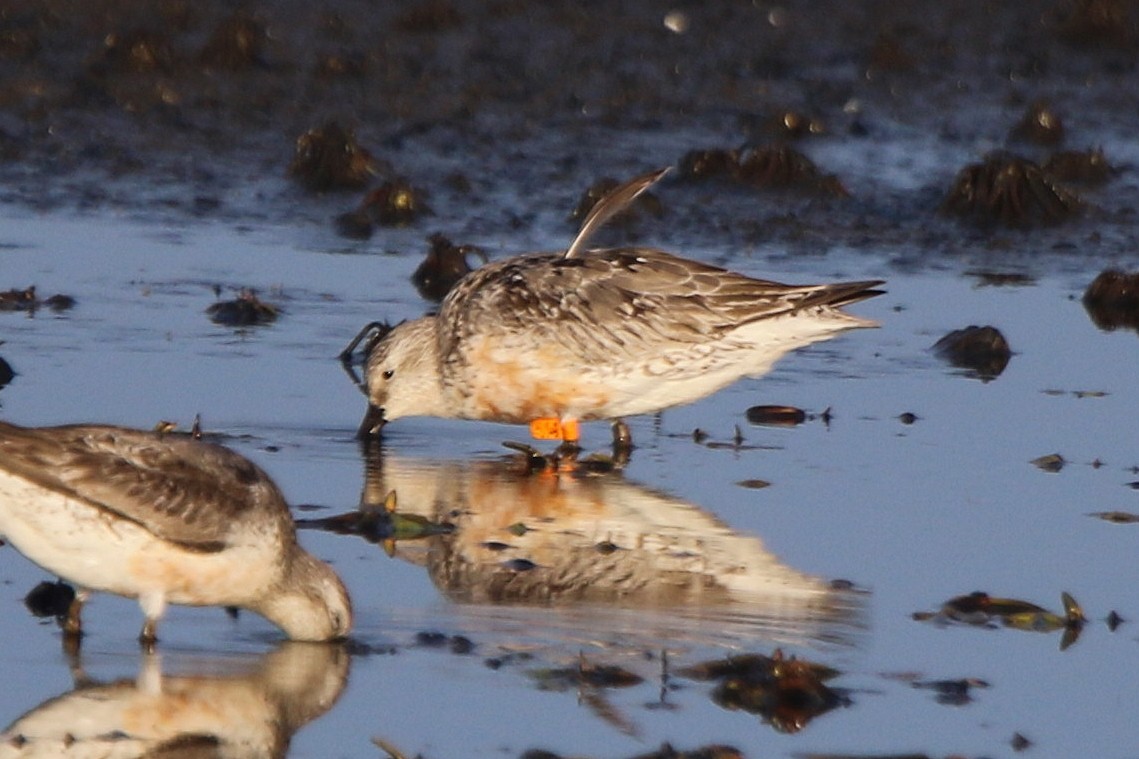 Red Knot - ML68736651