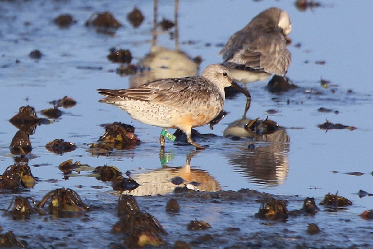 Red Knot - ML68736681