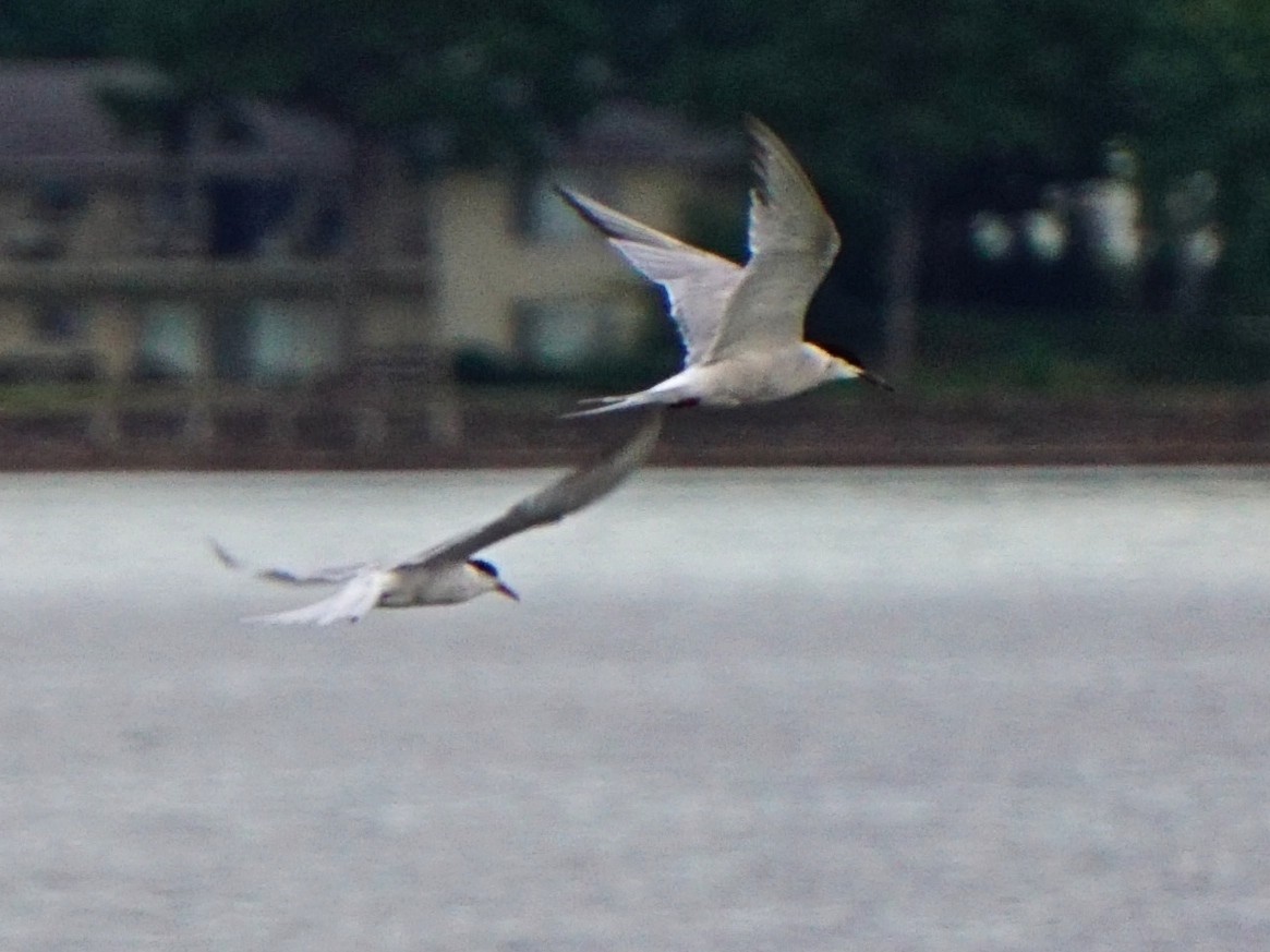 Common Tern - ML68739761