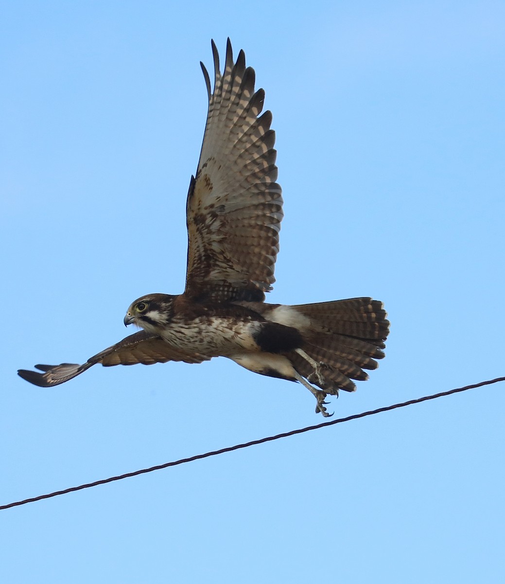 Brown Falcon - ML68739921