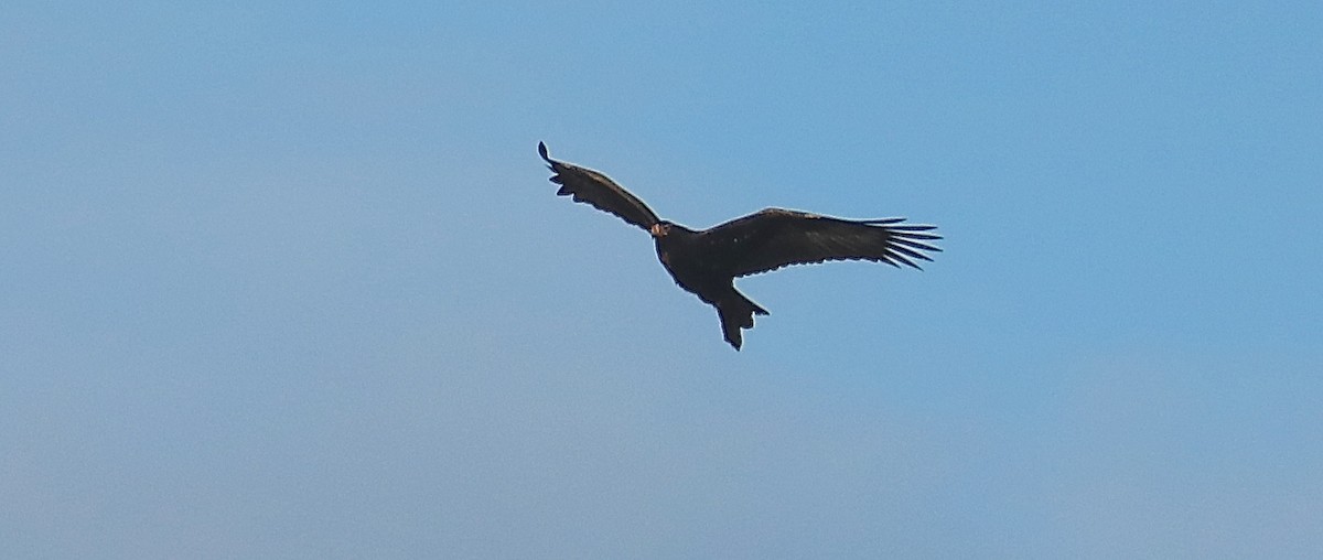 Wedge-tailed Eagle - ML68741881