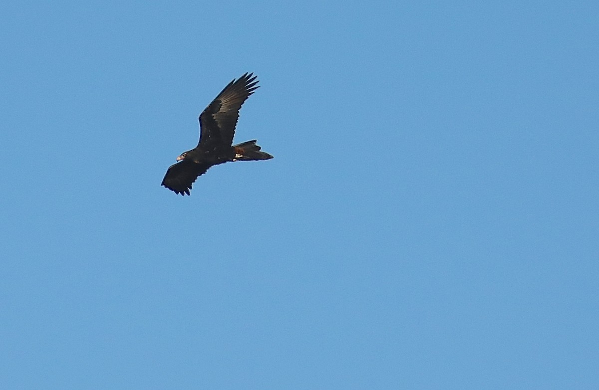Wedge-tailed Eagle - ML68741901