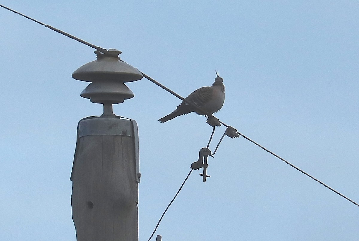 Crested Pigeon - ML68741991