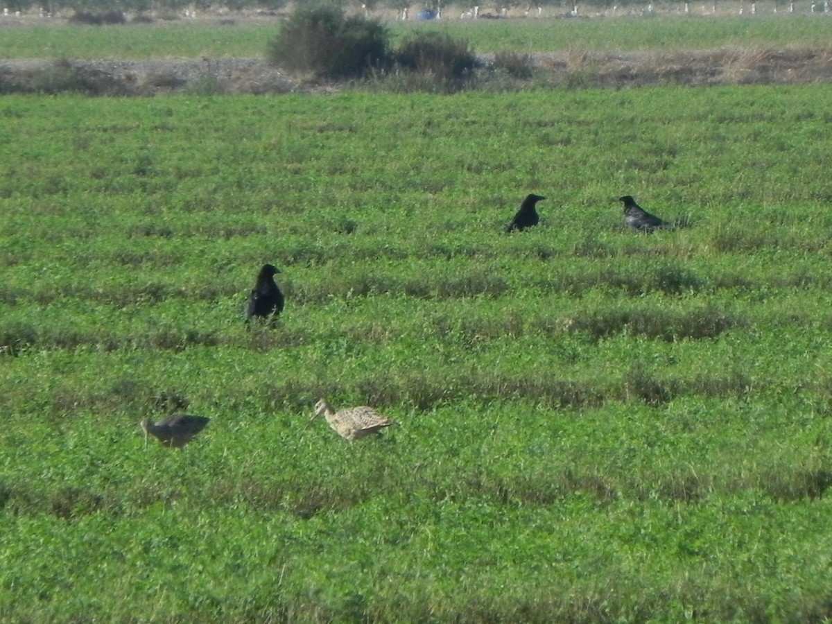 עורב שחור - ML68742121