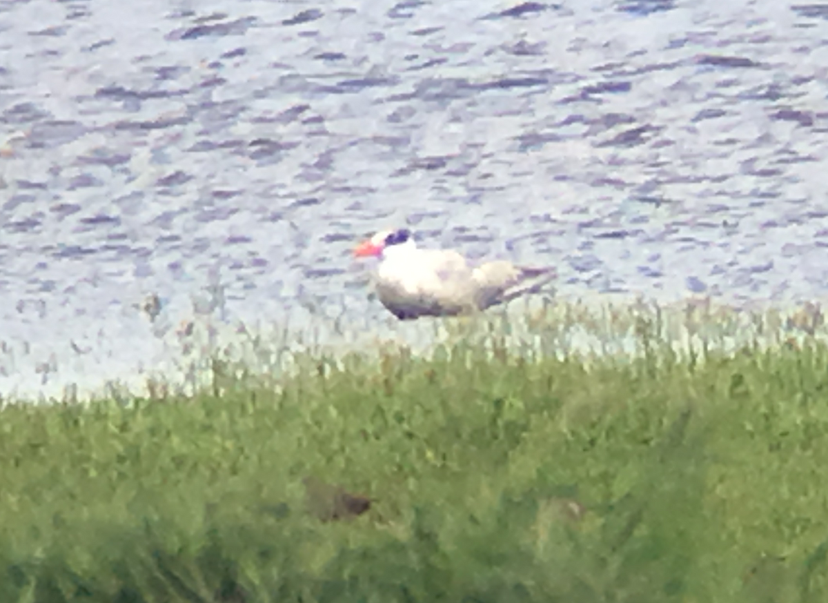 Caspian Tern - ML68743331