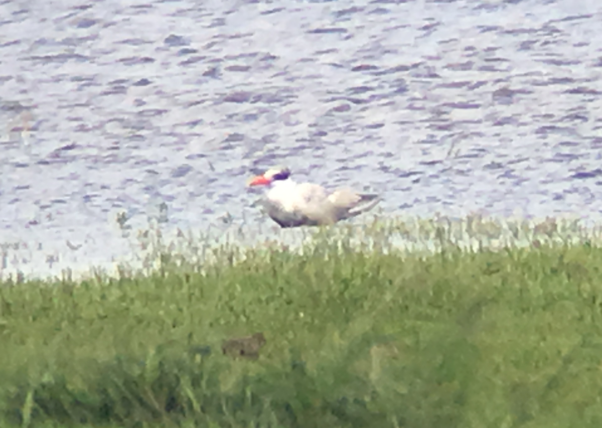 Caspian Tern - ML68743341