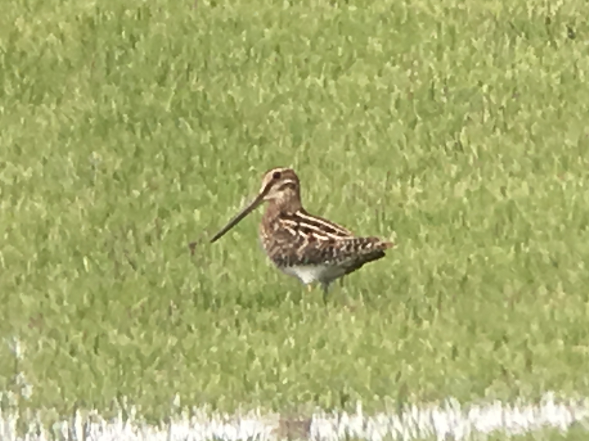 Wilson's Snipe - ML68743401