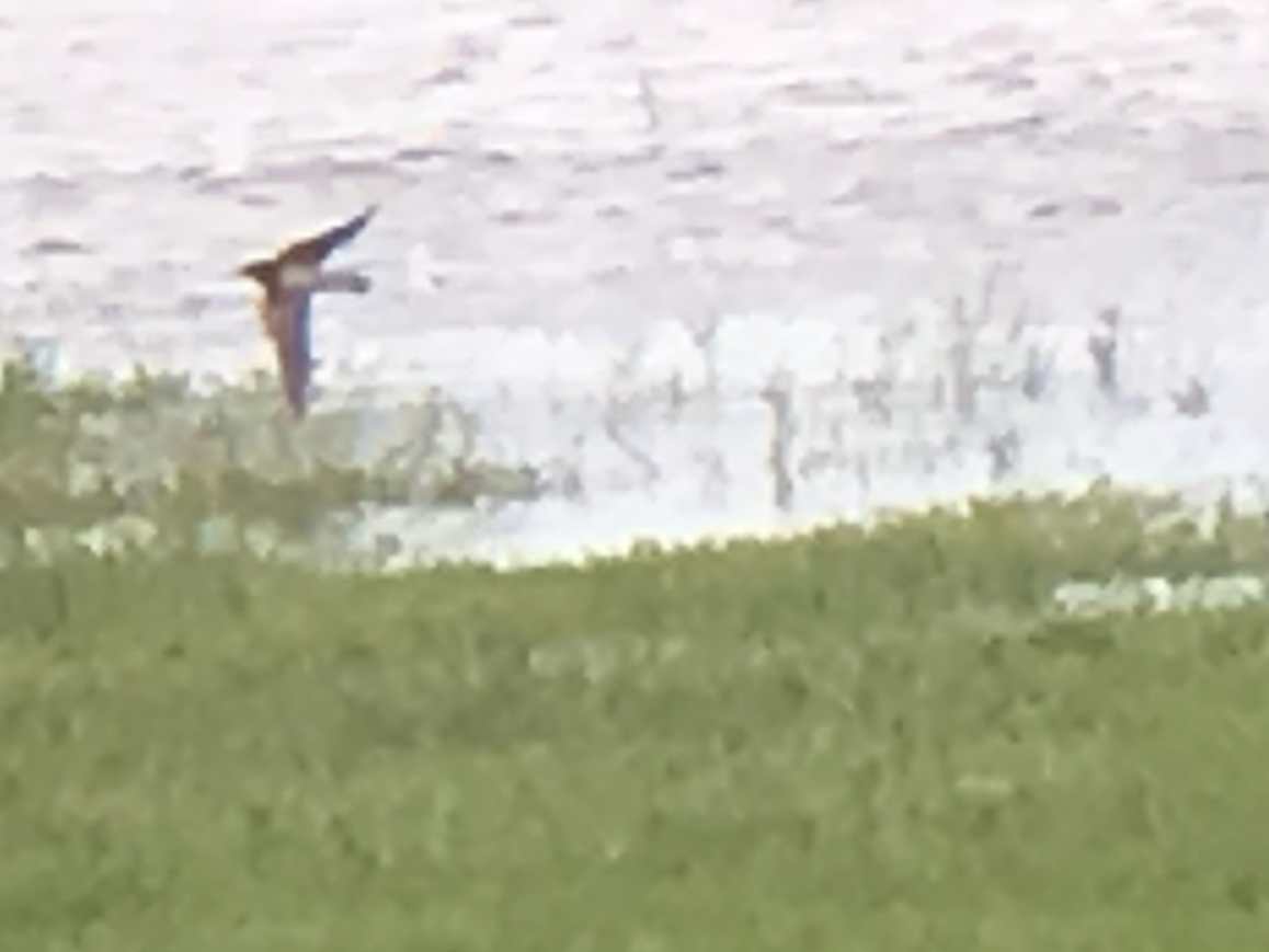 Barn Swallow - ML68743511