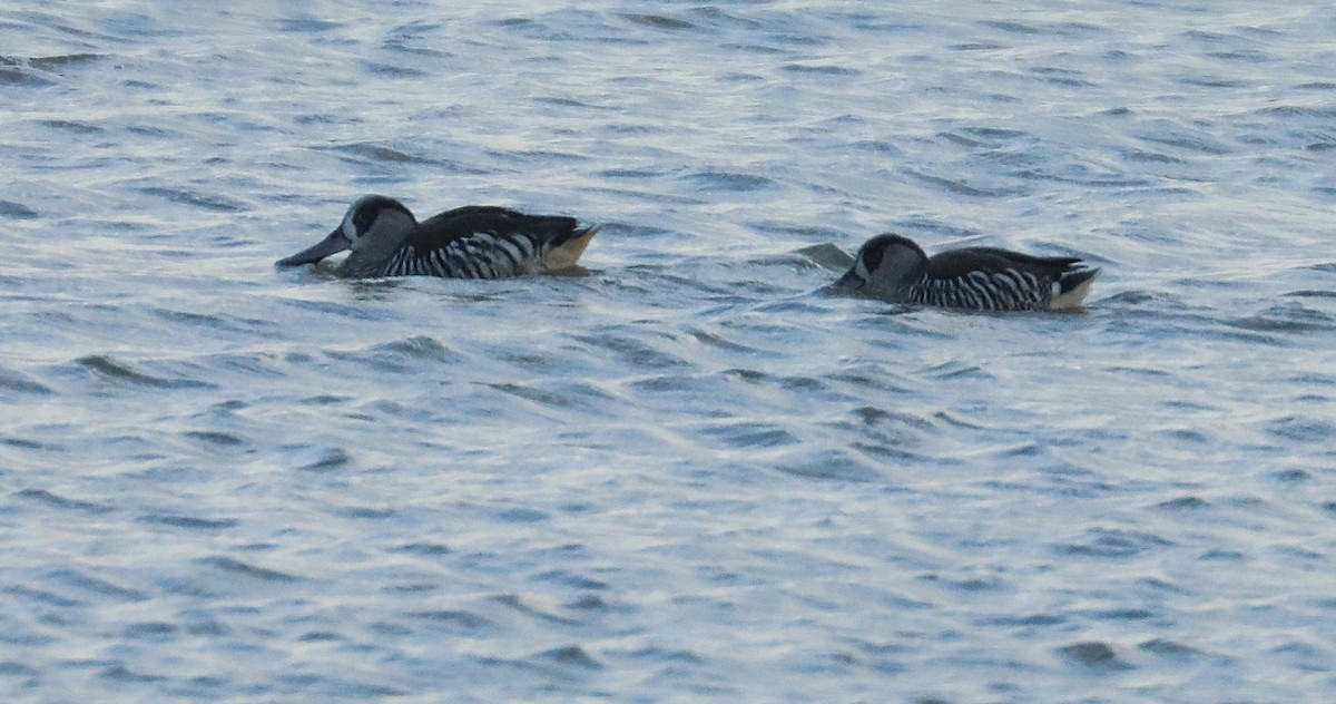 Pink-eared Duck - ML68743711