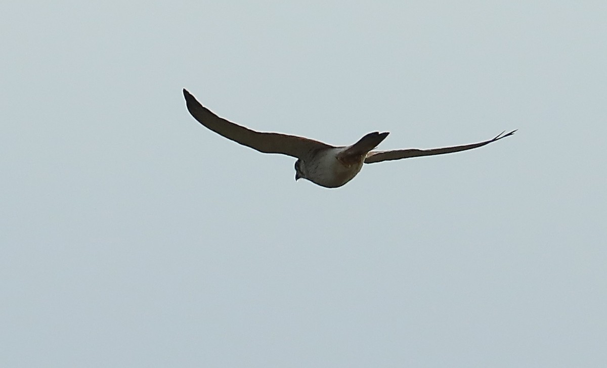 Nankeen Kestrel - ML68744291