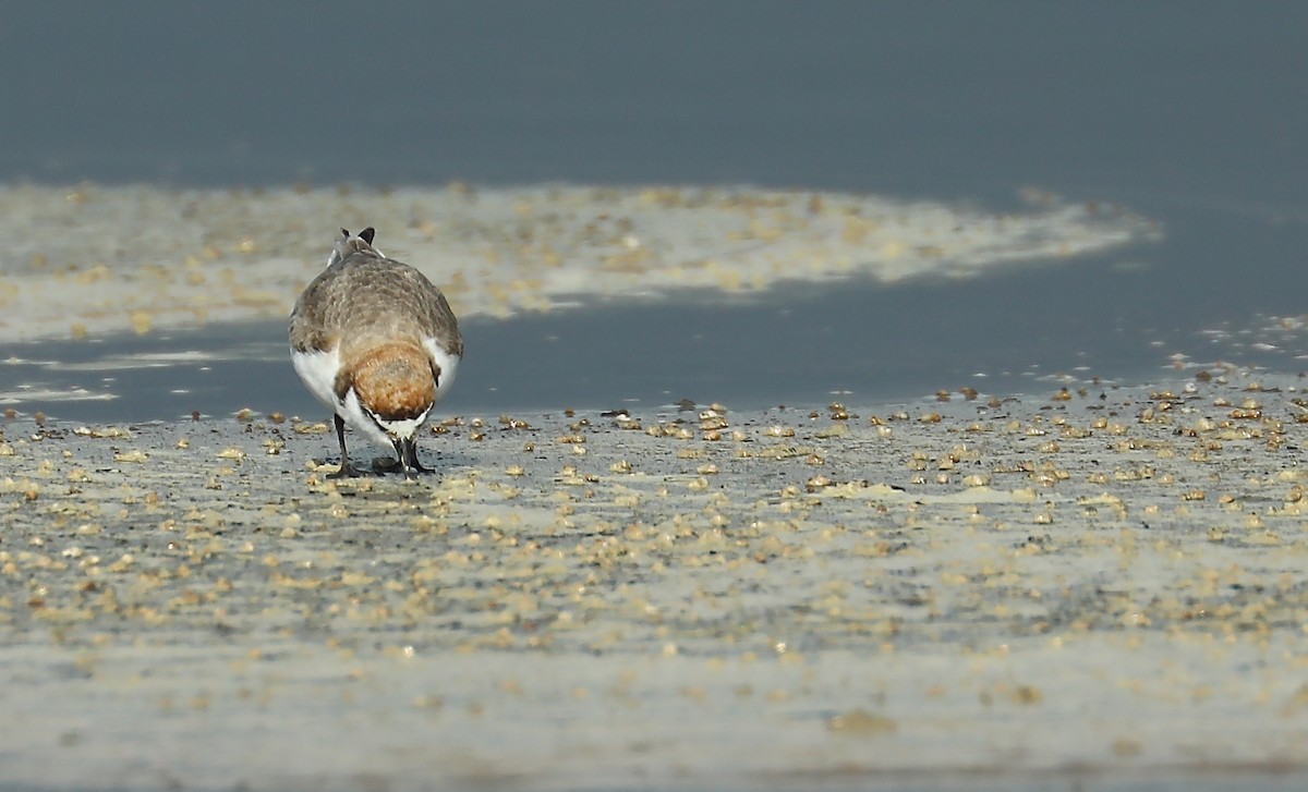 Red-capped Plover - ML68744351