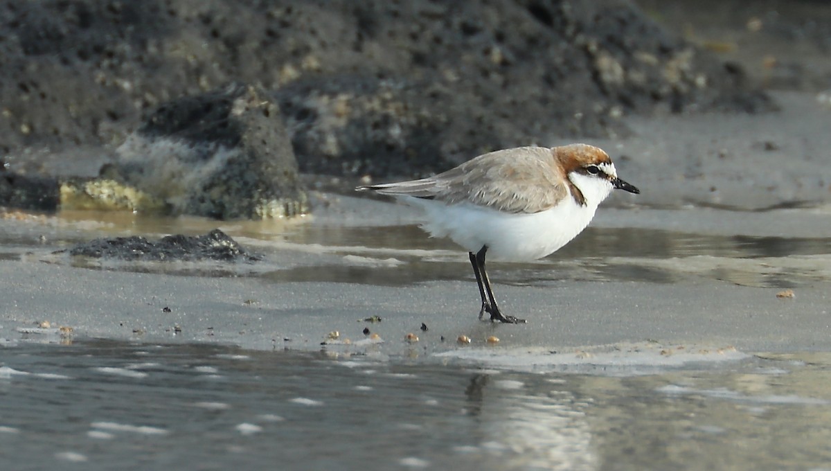 Red-capped Plover - ML68744391