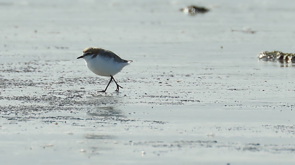 Red-capped Plover - ML68744401