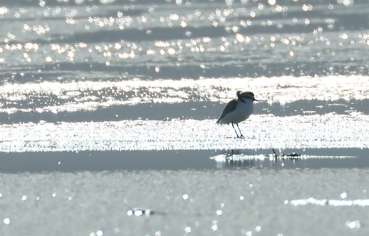 Red-capped Plover - ML68744411