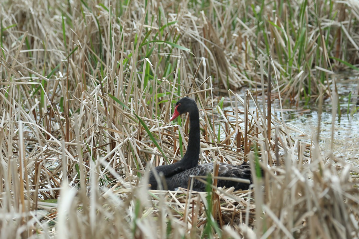 Black Swan - ML68744651