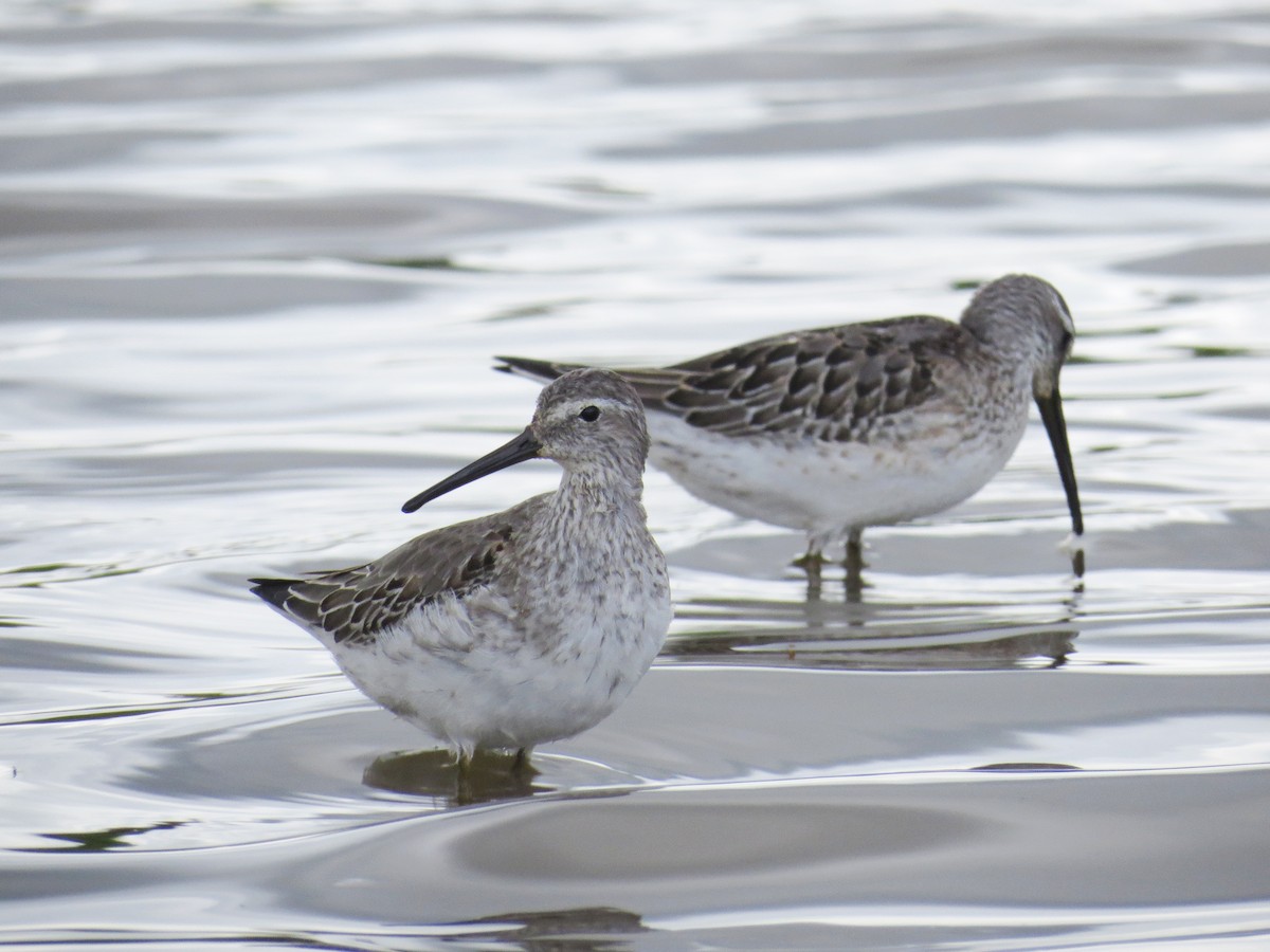 Stilt Sandpiper - ML68746021