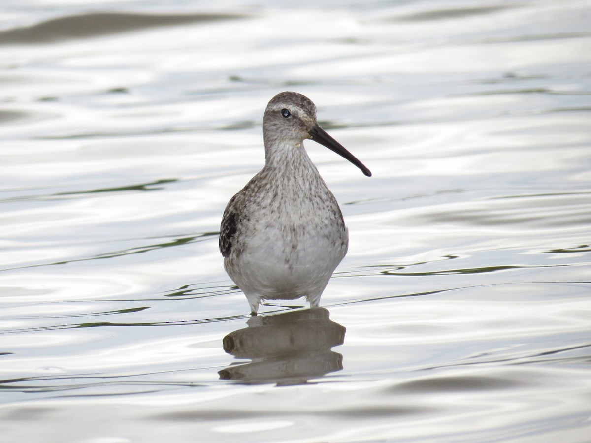 Stilt Sandpiper - ML68746061